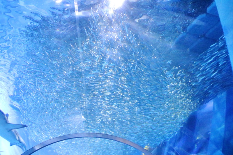 八景島シーパラダイスの水族館を満喫 シロイルカのショーと立体迷路を楽しむ レポ しょうラヂオ