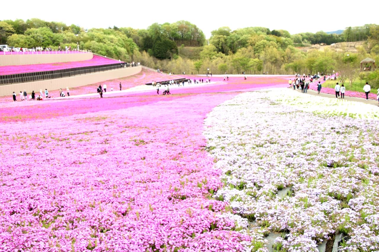 市貝町芝ざくら公園 一面の花のじゅうたんは圧巻の景色 駐車場 入園料 見頃は 栃木県市貝町 しょうラヂオ